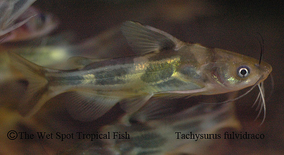 Tachysurus fulvidraco - Tawny Dragon Cat