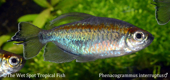 Phenacogrammus interruptus - Congo Tetra