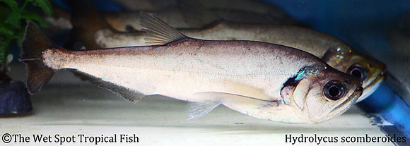 Hydrolycus scomberoides - Vampire Tetra