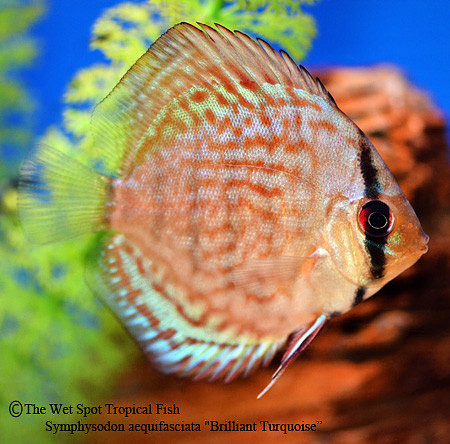Symphysodon aequifasciata - Brilliant Turquoise Discus