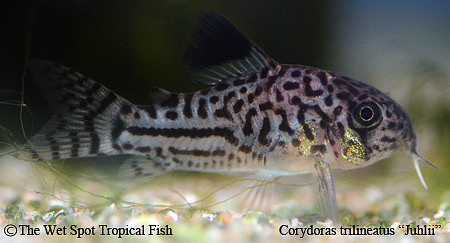 Corydoras trilineatus - Reticulated Julii Cory