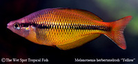 Yellow Rainbowfish - Melanotaenia herbertaxelrodi