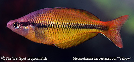 Yellow Rainbowfish - Melanotaenia herbertaxelrodi