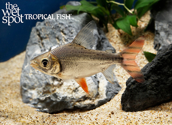 Semaprochilodus taeniurus - Flagtail Prochilodus