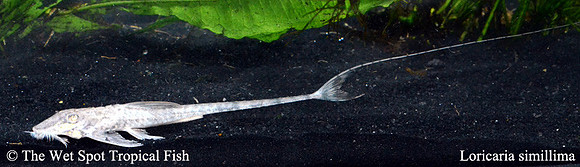 Marble Whiptail Catfish - Loricaria simillima