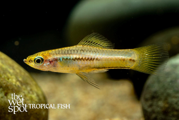 Xiphophorus pygmaeus - Pygmy Swordtail