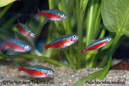 Paracheirodon axelrodi - Cardinal Tetra