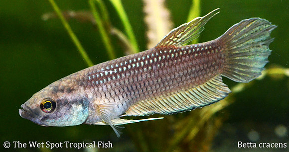 Betta cracens - Blue Spotted Betta