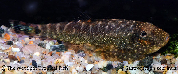 Gastromyzon ocellatus