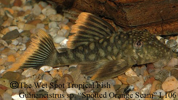 Hemiancistrus guahiborum "Orange Seam Pleco" L106