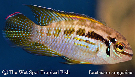 Laetacara araguaiae - Buckelkopf