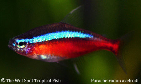 Paracheirodon axelrodi - Cardinal Tetra
