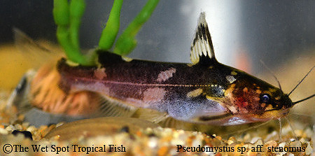 Pseudomystus sp. aff. stenomus - Burmese Chocolate Bumble Bee Cat-good