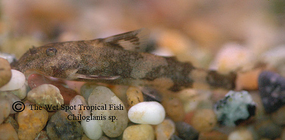 Chiloglanis cf. disneyi