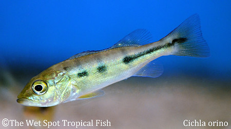 Cichla orino - Rio Meta Blue Peacock Bass