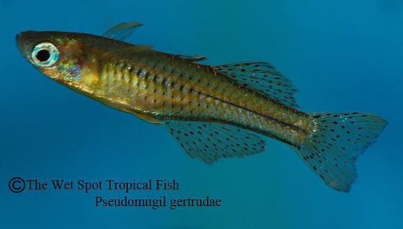 Gertrudae Rainbowfish - Pseudomugil gertrudae