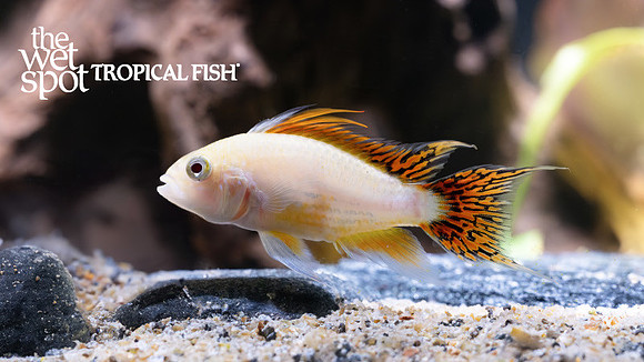 Apistogramma cacatuoides "Gold Red"