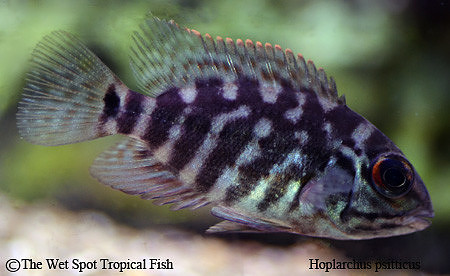 Hoplarchus psittacus - True Parrot Cichlid