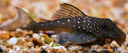 Hemiancistrus sp. "Blue Phantom Pleco" L128