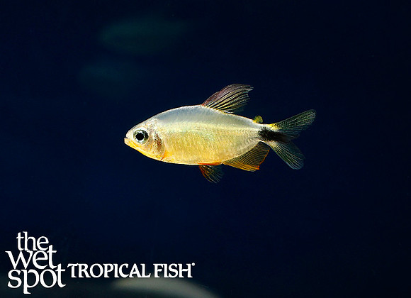 Hyphessobrycon procyon - Raccoon Tetra