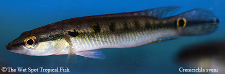 Crenicichla sveni