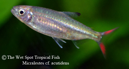 Micralestes cf. acutidens - Sharptooth Tetra