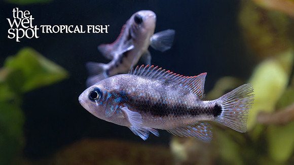 Chuco microphthalmus