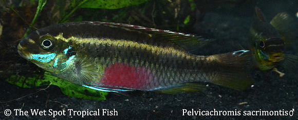 Pelvicachromis sacrimontis ♂