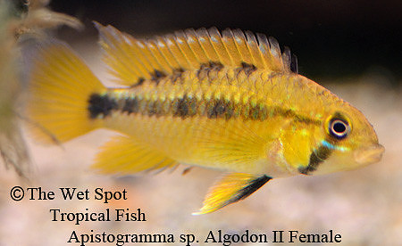 Apistogramma ortegai "Papagei/Algodon II" ♀