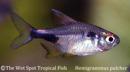 Hemigrammus pulcher - Pretty/Garnet Tetra