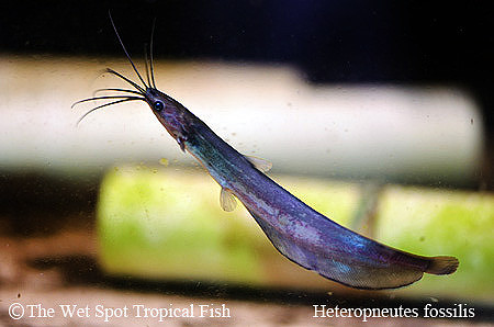 Heteropneustes fossilis - Asian Stinging Cat
