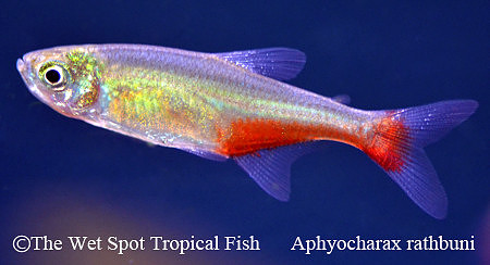 Aphyocharax rathbuni - Green Fire Tetra