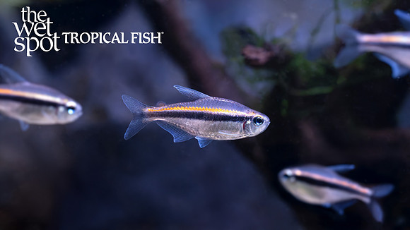 Hyphessobrycon vilmae "Chocolate Neon Tetra"