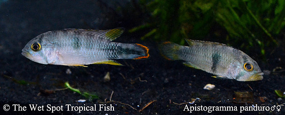 Apistogramma panduro WILD PAIR