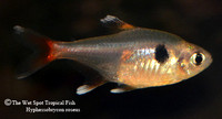 Hyphessobrycon roseus - Yellow/Four Eye Phantom Tetra