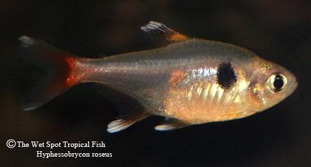 Hyphessobrycon roseus - Yellow/Four Eye Phantom Tetra