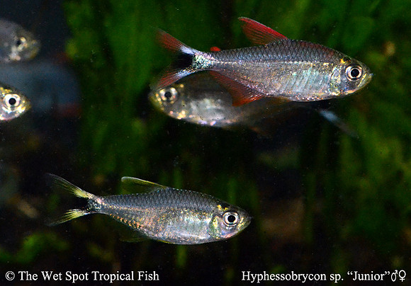 Hyphessobrycon robustulus - Junior Tetra