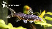 polka dot syno(1)Synodontis angelicus "Polka Dot Syno"