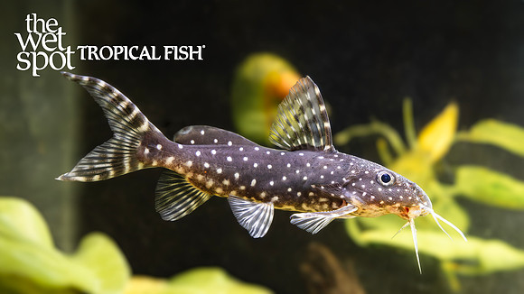 polka dot syno(1)Synodontis angelicus "Polka Dot Syno"