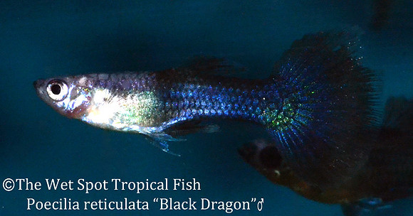 "Black Dragon Guppy" - Poecilia reticulata
