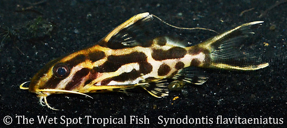 Synodontis flavitaeniatus - Orange Striped Squeaker Cat