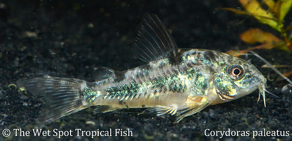 Corydoras paleatus - Peppered Cory