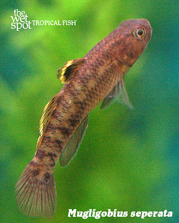 Bumphead Goby - Mugligobius seperata