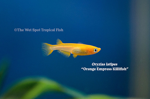 Orange Empress Killifish - Oryzias latipes