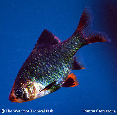 Puntius tetrazona "Green" - Green Tiger Barb