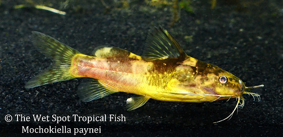 Mochokiella paynei - Yellow Banded Catfish