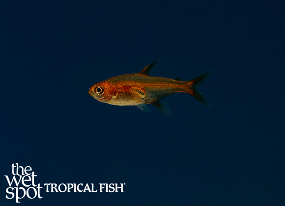 Hyphessobrycon amandae - Ember Tetra