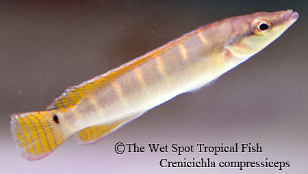 Crenicichla compressiceps