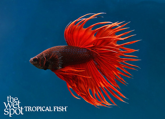 Betta splendens"Crowntail Plakat Betta"