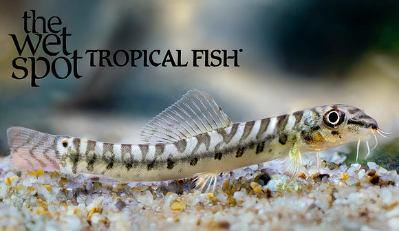 Paracanthocobitis pictilis "Red Tail Zipper Loach"